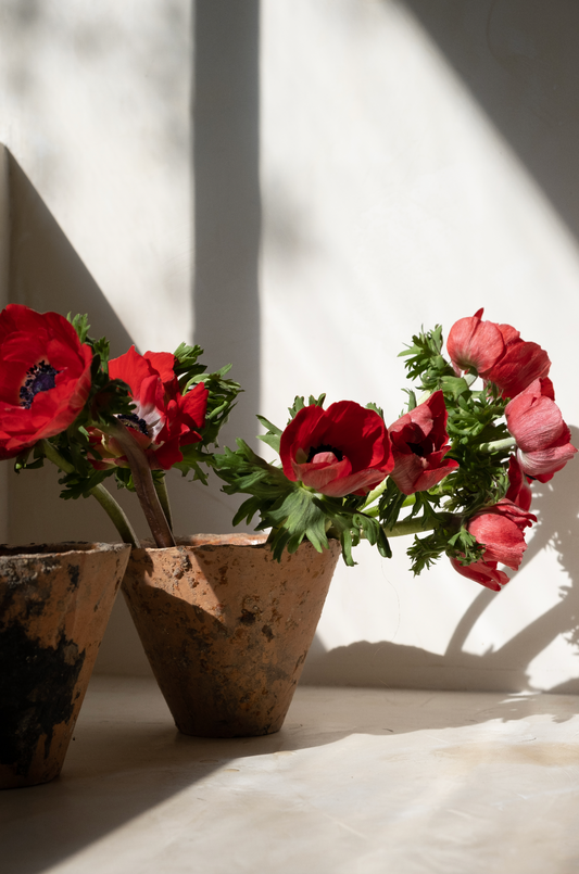 Terracota French Antique Harvesting Pots